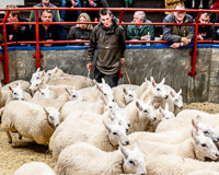 2 First Prize Pen of South Country Cheviots f rom James Smith - The Burrows sold for 87